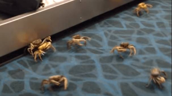 a photo of crabs in an airport